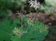 例えるなら線香花火