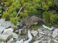 蝶ヶ岳の雌雷鳥