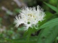 高山植物・シラヒゲソウ