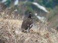 火打山の雄雷鳥