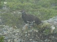 仙丈ヶ岳の雄雷鳥