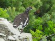 小仙丈ヶ岳の雄雷鳥