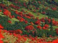 山田峠の紅葉