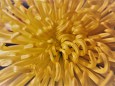 菊の花マクロ