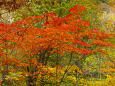 尾瀬 木道沿いの紅葉