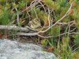 白馬乗鞍岳のチビ雷鳥3