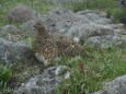 白馬乗鞍岳のママ雷鳥4