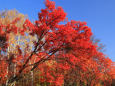 札幌の紅葉 5