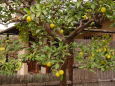 柚子の木