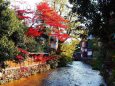 京都白川の街の秋