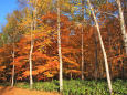 札幌の紅葉 8～白樺と紅葉