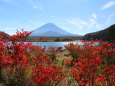 紅葉と富士山