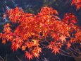 温泉地の紅葉