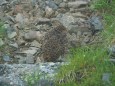 白馬岳の雌雷鳥