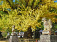 境内の大イチョウ-福田神社