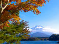 富士山と黄葉