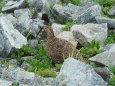 船越ノ頭の雌雷鳥