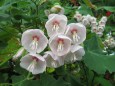 温室の花・ドンベア白花