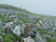 船越ノ頭の雌雷鳥2