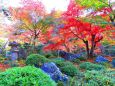 京の紅葉の名所・圓光寺十牛の庭