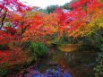 京都の紅葉・圓光寺の庭園