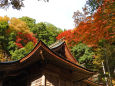 諏訪神社の紅葉