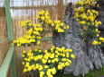 石と黄色い菊
