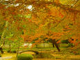 秋色の小石川後楽園