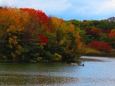 大阪鶴見緑地の紅葉