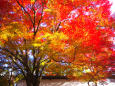 京の秋・曼殊院の紅葉