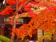 京の秋・永観堂の紅葉