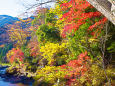 奥多摩 御岳渓谷の紅葉