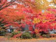 法泉寺の紅葉