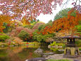 旧古河庭園 錦秋の彩り