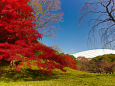 小石川後楽園 鮮やかな紅葉