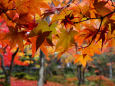 京都の紅葉・圓光寺・#7