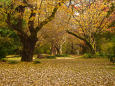 晩秋の小石川植物園