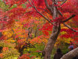嵐山 宝厳院の紅葉