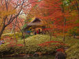 六義園 つつじ茶屋と紅葉