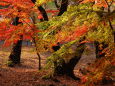 戸山公園の紅葉