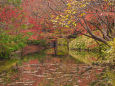 六義園 水辺の紅葉