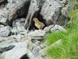 南岳のチビ雷鳥