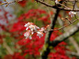 京都の紅葉・赤山禅院・#2