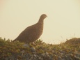 南岳の雌雷鳥