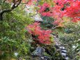 依水園の紅葉(6)