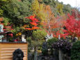 京都の紅葉・妙円寺・#2