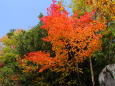 京都の紅葉・妙円寺・#3