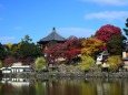 奈良公園の秋(2)