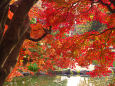 小石川植物園 水辺の紅葉
