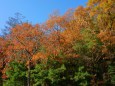 秋晴れ色づく木々と柿の木